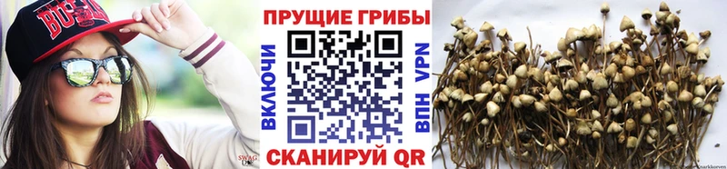 Псилоцибиновые грибы мухоморы  Вяземский 